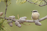 Image. Pygmy Nuthatch