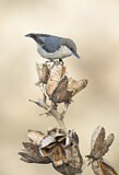 Image. Pygmy Nuthatch