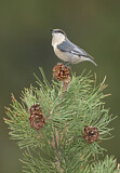 Image. Pygmy Nuthatch