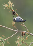 Image. Pygmy Nuthatch