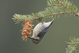 Image. Pygmy Nuthatch