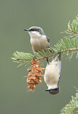 Image. Pygmy Nuthatch