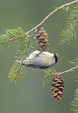 Image. Pygmy Nuthatch