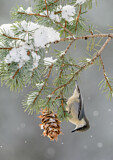 Image. Pygmy Nuthatch
