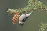 Image. Pygmy Nuthatch