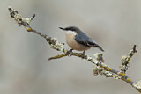 Image. Pygmy Nuthatch