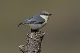 Image. Pygmy Nuthatch