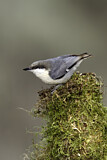 Image. Pygmy Nuthatch