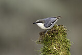Image. Pygmy Nuthatch