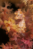 Image. Pygmy Seahorse