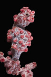 Image. Pygmy Seahorse