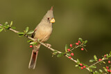 Image. Pyrrhuloxia