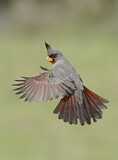 Image. Pyrrhuloxia