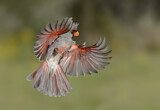 Image. Pyrrhuloxia