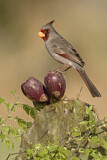 Image. Pyrrhuloxia
