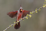 Image. Pyrrhuloxia