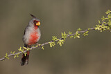 Image. Pyrrhuloxia