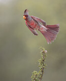 Image. Pyrrhuloxia