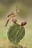 Image. Pyrrhuloxia
