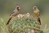 Image. Pyrrhuloxia