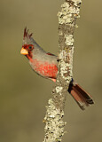 Image. Pyrrhuloxia