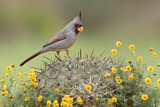 Image. Pyrrhuloxia