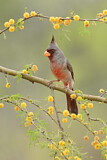 Image. Pyrrhuloxia