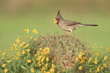 Image. Pyrrhuloxia