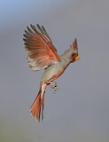 Image. Pyrrhuloxia