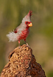 Image. Pyrrhuloxia