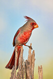 Image. Pyrrhuloxia