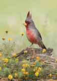 Image. Pyrrhuloxia