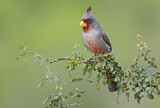 Image. Pyrrhuloxia