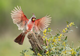 Image. Pyrrhuloxia