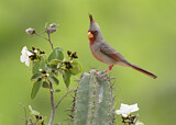 Image. Pyrrhuloxia