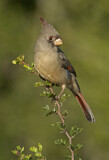 Image. Pyrrhuloxia