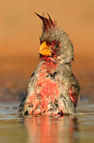 Image. Pyrrhuloxia