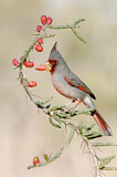 Image. Pyrrhuloxia