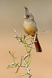Image. Pyrrhuloxia