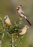 Image. Pyrrhuloxia
