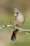 Image. Pyrrhuloxia