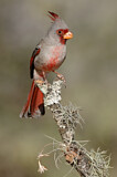 Image. Pyrrhuloxia