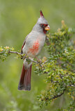 Image. Pyrrhuloxia