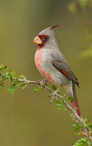 Image. Pyrrhuloxia