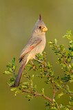 Image. Pyrrhuloxia