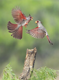 Image. Pyrrhuloxia