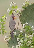 Image. Pyrrhuloxia