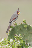 Image. Pyrrhuloxia
