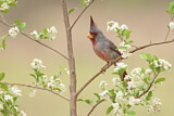 Image. Pyrrhuloxia