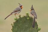 Image. Pyrrhuloxia